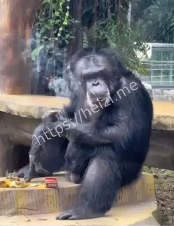 南宁动物园网红黑猩猩抽烟事件